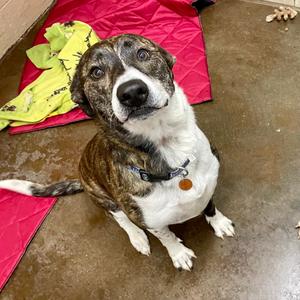 Lady Bug, Hound, adult, available for adoption