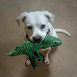 A white dog holding a green crocodile toy in its mouth.