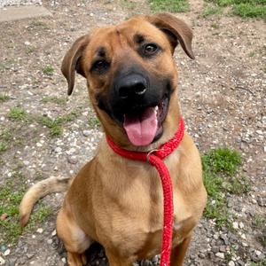 Blue, Shepherd, adult, available for adoption