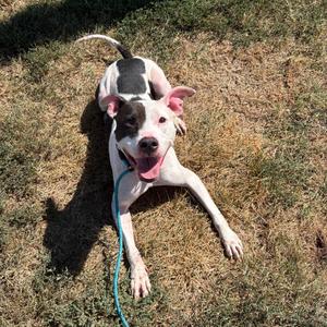 Ace, Terrier, American Pit Bull, adult, available for adoption