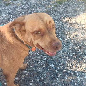 A brown dog with a green collar standing on a gravel surface.