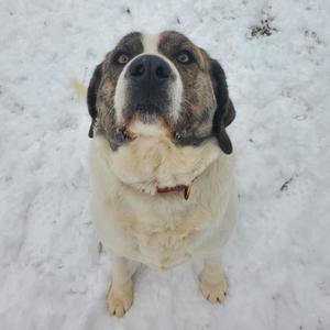a dog in the snow