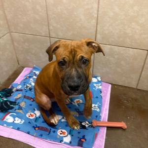 Luka, Boxer, adult, available for adoption