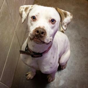 Juice, Pointer, adult, available for adoption