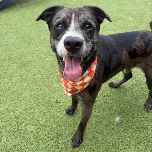 Draco, Terrier, Pit Bull, adult, available for adoption