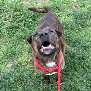A brindle dog with its mouth open and tongue visible, wearing a red collar, stands on grass and looks up at the camera.