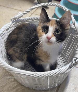 Monarch, young, available for adoption