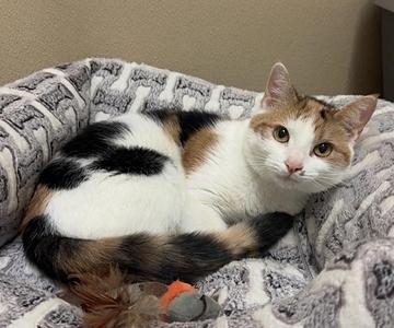 Aria, young, available for adoption