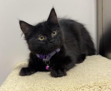 Nyx, young, available for adoption