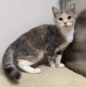 Bunnie, young, available for adoption