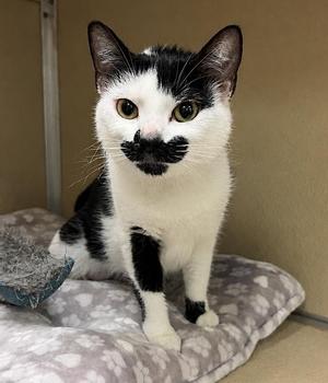 Lyra, young, available for adoption