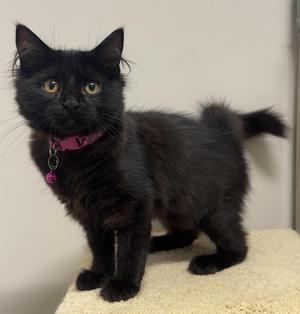 Venus, young, available for adoption