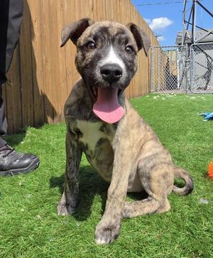 Petunia, Mixed Breed, young, available for adoption