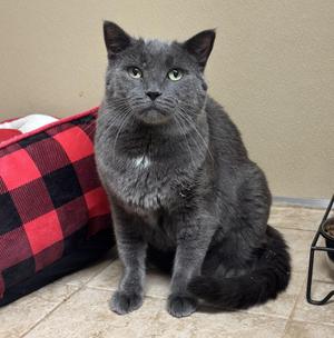 Huey, adult, available for adoption