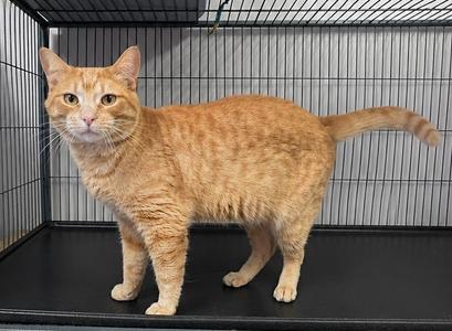 Senjay, adult, available for adoption