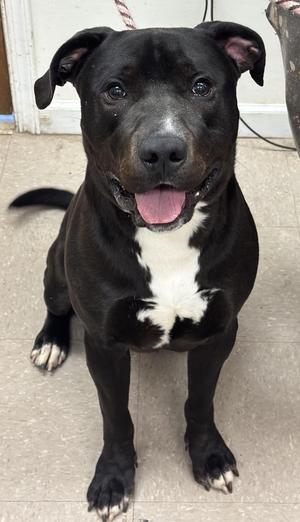 Pork Chop "Chops", Pit Bull Terrier, adult, available for adoption