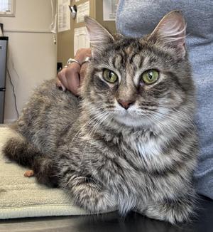Peridot, young, available for adoption