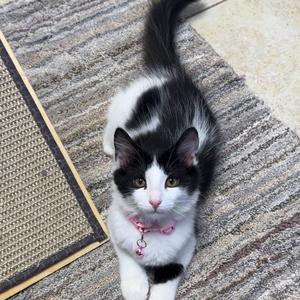 Butterfly, young, available for adoption