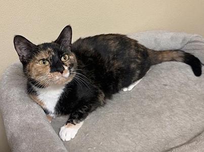 Viola, adult, available for adoption