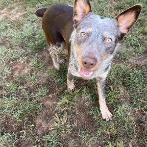 A blue heeler dog with a speckled coat and bright eyes standing on grass.