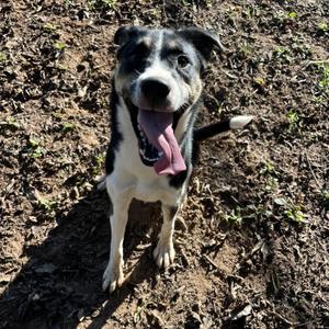 Miso, Husky, young, available for adoption