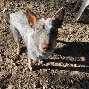 Lucky, Australian Cattle Dog / Blue Heeler / Australian Shepherd, adult, available for adoption