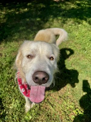 Kai, Great Pyrenees, adult, available for adoption