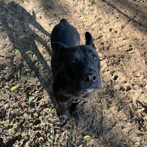 Archie, Boxer / Black Labrador Retriever, puppy, available for adoption