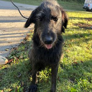 Noelle, Wirehaired Terrier, young, available for adoption