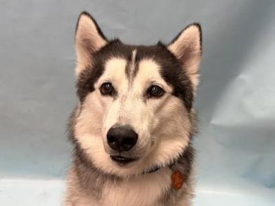 Cash, Husky / Mixed Breed, adult, available for adoption