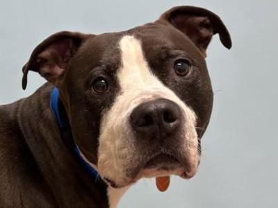 Mochi, Pit Bull Terrier / Mixed Breed, adult, available for adoption