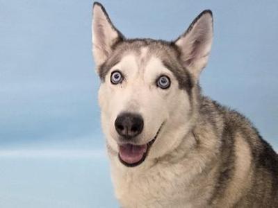 A close-up of a husky dog with striking blue eyes and a happy expression, set against a light blue background.
