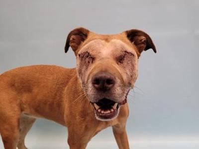 A brown dog with a scar on its face