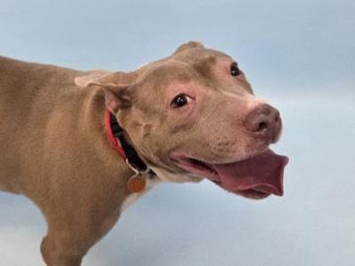 A brown pit bull dog with a red collar and a tag, standing against a light blue background.