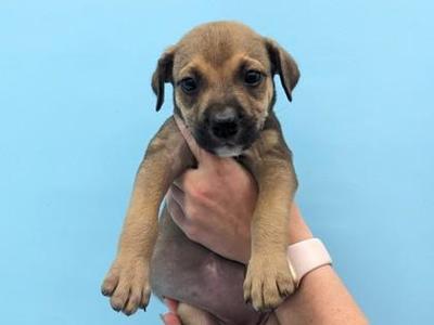 A small brown puppy being held in someone's hand against a blue background.
