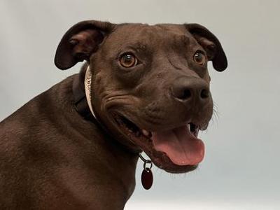 Koko, Pit Bull Terrier / Mixed Breed, adult, available for adoption