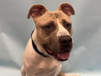 Fisherman, Pit Bull Terrier / Mixed Breed, adult, available for adoption