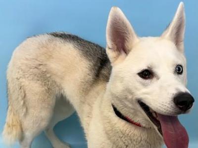 A white and gray dog with pointed ears and a red collar, standing against a blue background.