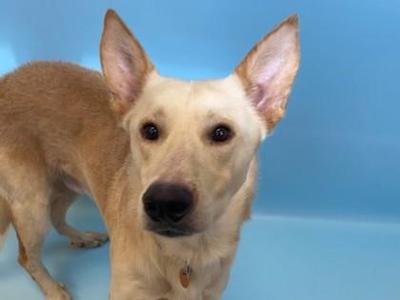 A light-colored dog with pointed ears and a black nose is standing against a blue background. The dog is looking directly at the camera, and its ears are perked up. The dog's fur appears to be short and smooth, with a light tan color on its back and a lighter, almost white color on its face and chest. The dog's eyes are dark and expressive, and it has a small, dark nose. The dog's ears are large and stand upright, with a pinkish inner lining. The dog's body is slightly angled, showing its side profile, and its legs are visible. The dog's tail is not visible in the image. The dog appears to be healthy and well-groomed, with a shiny coat. The dog's expression is alert and curious, and it seems to be attentive to the camera. The dog's collar is not visible in the image.