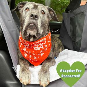 Zella, Mixed Breed (Large), senior, available for adoption