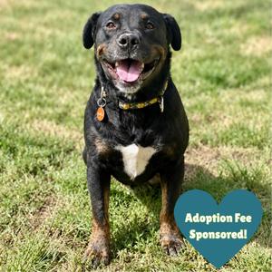 Pixie, Retriever, Black Labrador, adult, available for adoption