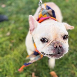 Marley Jane, Bulldog, French, senior, available for adoption