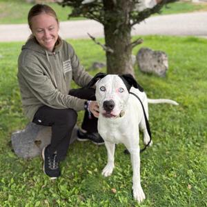 Bruno, Mixed Breed (Large), adult, available for adoption