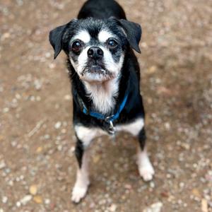 A small black and white dog with a blue collar standing on a gravel surface.