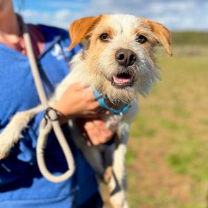Sherbert, Terrier, adult, available for adoption