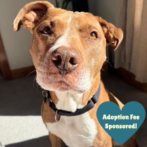 Callie, Terrier, American Pit Bull, senior, available for adoption
