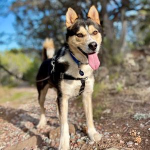 Max, Mixed Breed (Medium), adult, available for adoption