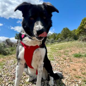 Emme Lou, Collie, Border, adult, available for adoption