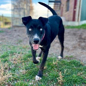 Peanut, Mixed Breed (Medium), adult, available for adoption