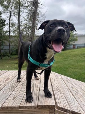 Ghost, Pit Bull Terrier, adult, available for adoption